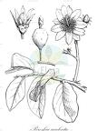 Pereskia aculeata