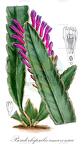 Pseudorhipsalis amazonica
