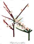 Rhipsalis grandiflora