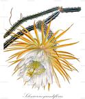 Selenicereus grandiflorus