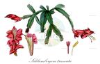 Schlumbergera truncata