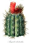 Arrojadoa rhodantha