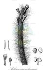 Arthrocereus melanurus