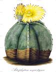 Astrophytum myriostigma