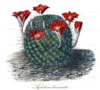 Aylostera deminuta