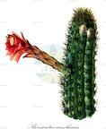 Borzicactus acanthurus
