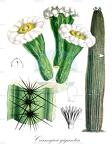Carnegiea gigantea