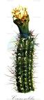 Cereus nobilis