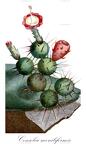 Consolea moniliformis