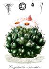 Coryphantha elephantidens