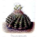 Discocactus heptacanthus