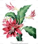 Disocactus ackermannii