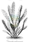 Disocactus ackermannii
