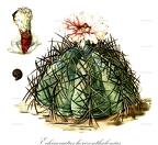 Echinocactus horizonthalonius