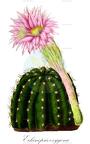 Echinopsis oxygona