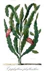 Epiphyllum phyllanthus