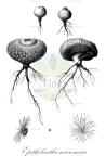 Epithelantha micromeris