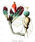 Eriosyce napina