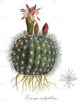 Eriosyce subgibbosa