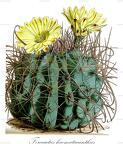 Ferocactus haematacanthus