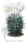 Gymnocalycium gibbosum