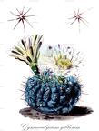 Gymnocalycium gibbosum