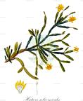 Hatiora salicornioides