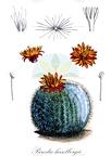 Parodia haselbergii