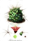 Thelocactus tulensis