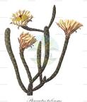 Pterocactus tuberosus