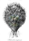 Pediocactus simpsonii