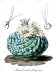Strombocactus disciformis