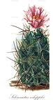 Sclerocactus whipplei