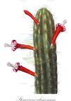 Stenocereus alamosensis