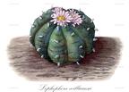 Lophophora williamsii