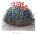 Oroya peruviana