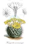 Weingartia neocumingii