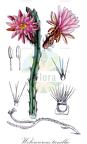 Weberocereus tunilla