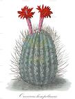 Oreocereus hempelianus