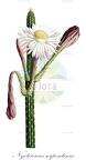 Nyctocereus serpentinus