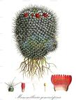 Mammillaria geminispina