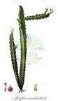 Pfeiffera ianthothele