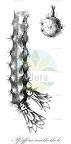 Pfeiffera ianthothele