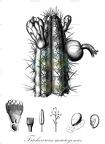 Trichocereus macrogonus