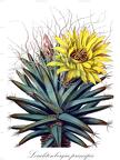 Leuchtenbergia principis