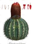 Melocactus caroli-linnaei