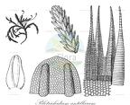 Pilotrichidium antillarum