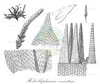 Helicoblepharum venustum