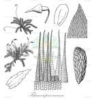 Thamniopsis incurva