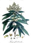 Kayea floribunda
